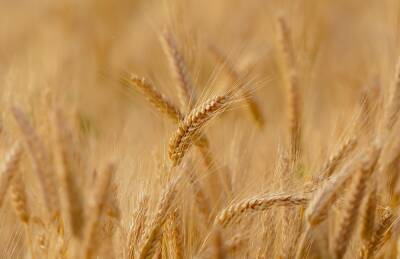 Цена на пшеницу побила рекорд 2008 года - abnews - Россия - Украина