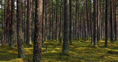 Днепропетровская область закрывает леса для посетителей - dsnews.ua - Украина - Днепропетровская обл. - Днепропетровск