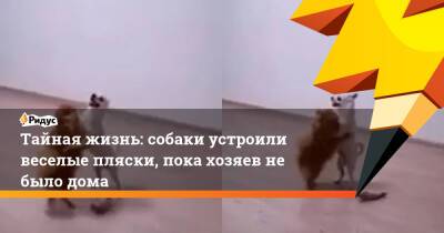 Тайная жизнь: собаки устроили веселые пляски, пока хозяев не было дома - ridus.ru