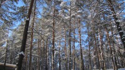 Волонтеры научат пензенцев искать потерявшихся в лесу людей - penzainform.ru - Пенза
