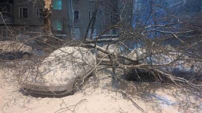 Два десятка деревьев рухнули на машины в Воронеже - vestivrn.ru - Воронеж