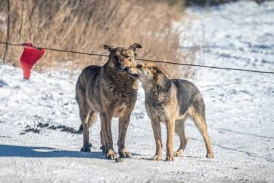 Бродячие собаки загрызли ондатру в Краснокаменске - chita.ru - Краснокаменск