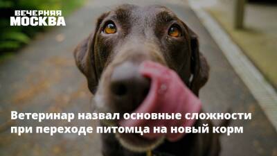 Ветеринар назвал основные сложности при переходе питомца на новый корм - vm.ru