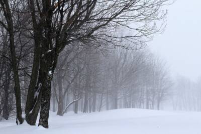 В Хабаровском крае снегопад продлится до 6 марта - hab.aif.ru - Хабаровский край - Холмск