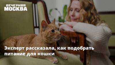 Эксперт рассказала, как подобрать питание для кошки - vm.ru - Москва