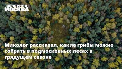 Михаил Вишневский - Миколог рассказал, какие грибы можно собрать в подмосковных лесах в грядущем сезоне - vm.ru