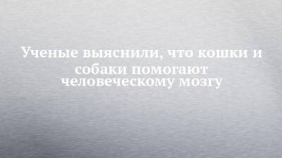 Ученые выяснили, что кошки и собаки помогают человеческому мозгу - chelny-izvest.ru