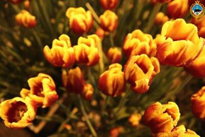 В теплице колонии в Сыктывкаре созрели семь тысяч тюльпанов - bnkomi.ru - респ. Коми - Дания - Антарктида - Сыктывкар