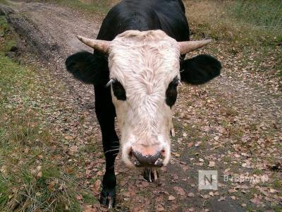 Поголовье скота увеличилось в Нижегородской области - vgoroden.ru - Нижегородская обл.