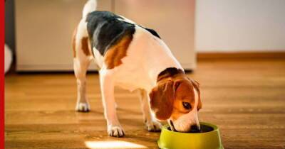 Правильное питание для собаки: как кормить питомца, чтобы он оставался здоровым - profile.ru