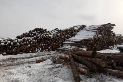 Андрей Кефер - Андрей Кефер объяснил высокие цены на дрова тем, что в Забайкалье иссякли лесосеки - chita.ru