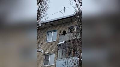 Воронежцы сообщили о лающей 3 дня на балконе огромной собаке: появилось видео - vestivrn.ru - Воронеж