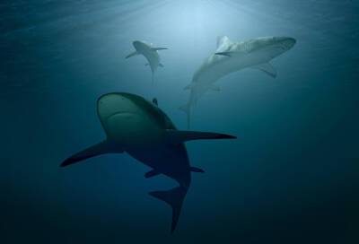 В кормах для домашних любимцев нашли следы вымирающих видов акул - online47.ru - Сингапур - район Волховский