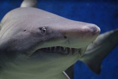 Диана Джанабилова - Ученые: Крупнейшие доисторические акулы-мегалодоны жили в холодных водах - actualnews.org