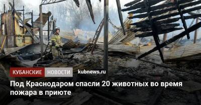 Под Краснодаром спасли 20 животных во время пожара в приюте - kubnews.ru - Россия - Краснодар - респ. Адыгея