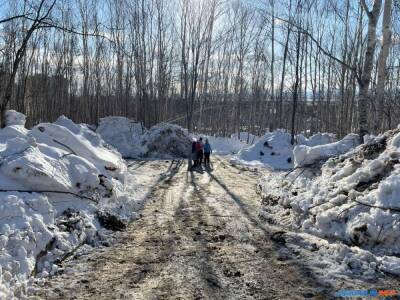 В Южно-Сахалинске снова рубят деревья - sakhalin.info - Южно-Сахалинск