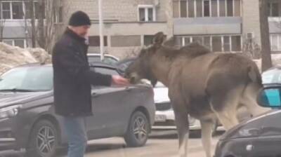 Отчаянный: зареченец угостил на парковке «ручного» лося - penzainform.ru