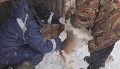 В Скопинском районе проводится вакцинация животных от бешенства - 7info.ru - Рязанская обл.