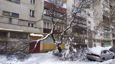 Сломанное дерево нависло над подъездом многоэтажки в Воронеже - vestivrn.ru - Воронеж