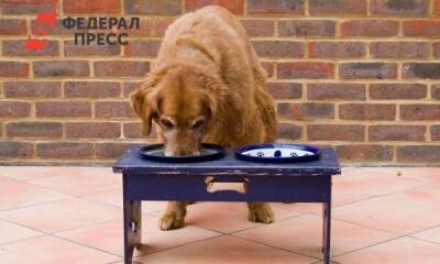 В Югре запустили производство корма для собак на замену импортному - smartmoney.one - Югра - Нижневартовск