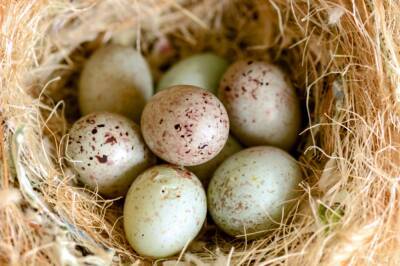 Кембриджский университет выяснил, как кукушки маскируют свои яйца в чужом гнезде - rbnews.uk - Замбия - Twitter