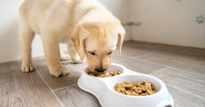 Ученые говорят, что большинство хозяев кормят своих собак неправильно - focus.ua - Украина
