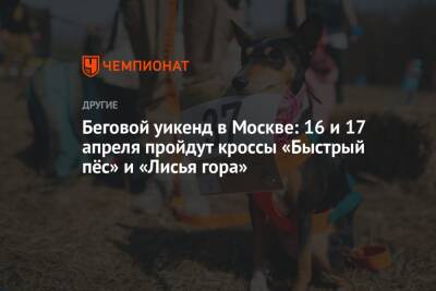 Беговой уикенд в Москве: 16 и 17 апреля пройдут кроссы «Быстрый пёс» и «Лисья гора» - championat.com - Москва - Англия