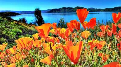 Где в Калифорнии полюбоваться цветением полевых цветов? - usa.one - США - Лос-Анджелес - Сан-Диего - шт. Калифорния - state California - county Valley