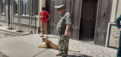 В одном из частных домов Ташкента держали львенка. Владелец заявил, что ему стало "любопытно" и он решил завести дикого зверя - podrobno.uz - Узбекистан - Ташкент