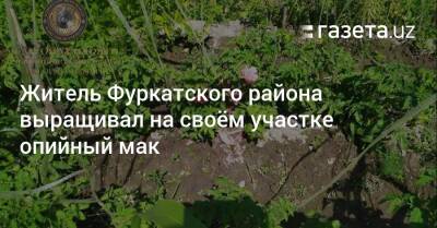 Житель Фуркатского района выращивал на своём участке опийный мак - gazeta.uz - Узбекистан