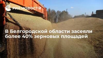 В Белгородской области засеяли более 40% зерновых площадей - smartmoney.one - Россия - Белгородская обл.