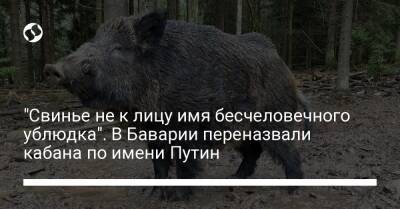 "Свинье не к лицу имя бесчеловечного ублюдка". В Баварии переназвали кабана по имени Путин - liga.net - Россия - Украина