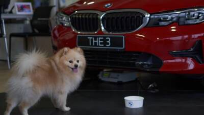 Российский авторитейл поддерживает развитие культуры pet-friendly - usedcars.ru - Москва - Россия