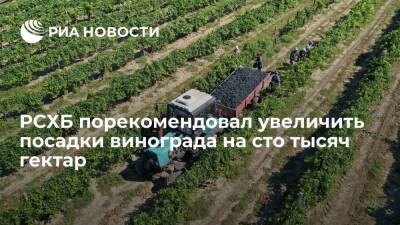 РСХБ порекомендовал увеличить посадки винограда для удовлетворения спроса на вино - smartmoney.one - Россия