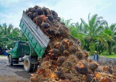 Джоко Видодо - Индонезия вводит запрет на экспорт пальмового масла. Продукты подорожают еще сильнее - vinegret.cz - Украина - Чехия - Индонезия