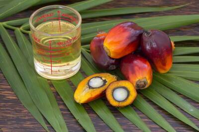 Джоко Видодо - Индонезия - Индонезия запретила экспорт пальмового масла - obzor.lt - Россия - Украина - Индонезия - Запрет