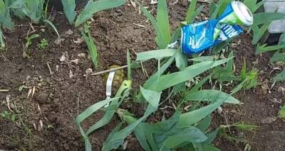 В Пасхальное воскресенье на кладбище в Луганске обнаружили мину-ловушку с гранатой Ф-1 - cxid.info - Луганск