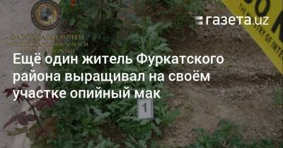 Ещё один житель Фуркатского района выращивал на своём участке опийный мак - gazeta.uz - Узбекистан - Ферганская обл.