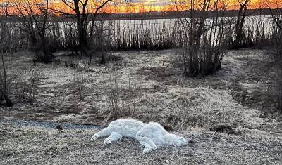 Жители одного из районов Тобольска сообщают о телах мертвых животных - nashgorod.ru - Тобольск