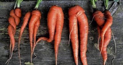 Рынок продукции из пищевых отходов к 2032 г. составит $83,26 млрд - produkt.by - США - Белоруссия