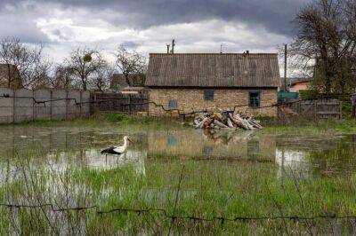 The New York Times показала кадры из затопленного села Демидов на Киевщине - vedomosti-ua.com - Россия - Украина - Киев - New York - New York