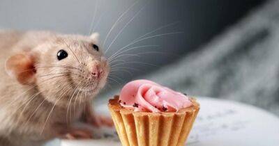 Три недели играли крысам песню Happy Birthday: ученые провели необычный эксперимент - focus.ua - Украина