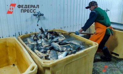 На Ямале откроют два предприятия по переработке местной рыбы - smartmoney.one - Россия - Салехард - окр. Янао