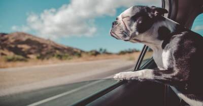 Ученые рассказали, почему собаки высовывают голову из машины - focus.ua - Украина