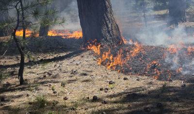 На тюменцев завели 4 уголовных дела из-за природных пожаров - nashgorod.ru - Тюменская обл.