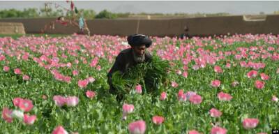 Афганистан - Талибан запретил производство наркотиков - obzor.lt - Афганистан - Талибан