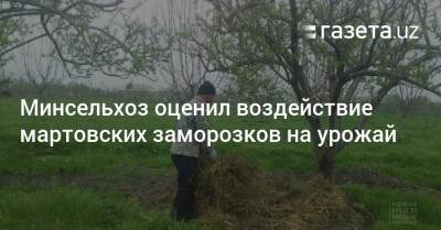 Минсельхоз оценил воздействие мартовских заморозков на урожай - gazeta.uz - Узбекистан - Навоийской обл.