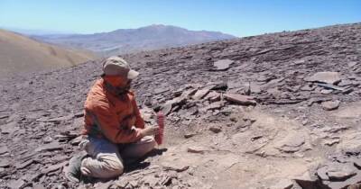 Поднялись в небо 100 млн лет назад: в Чили нашли кладбище первых ящеров, научившихся летать - focus.ua - Украина - Чили