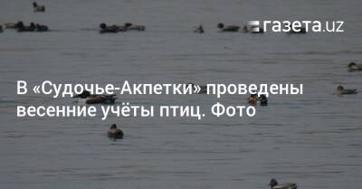 В «Судочье-Акпетки» проведены весенние учёты птиц. Фото - gazeta.uz - Узбекистан - Экология