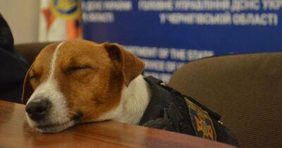 Антон Птушкин - Птушкин встретился с самым узнаваемым псом Украины (фото) - focus.ua - Украина